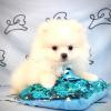 Puppy Heaven - Las vegas Business Directory