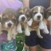 Dreamworld puppies - Calfornia Business Directory