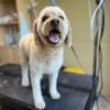 Dog Groomer Calgary - Calgary Business Directory