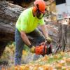 Tree Service in Venice