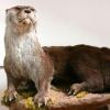 Delta Quest Taxidermy - Harrisburg, AR Business Directory